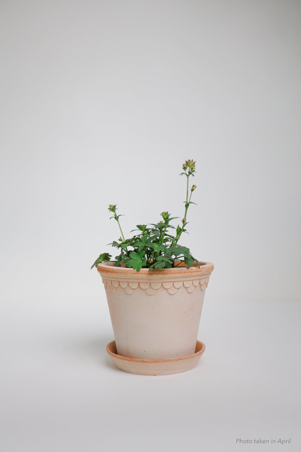 products/SotoProductShootLowQ-1994.jpg